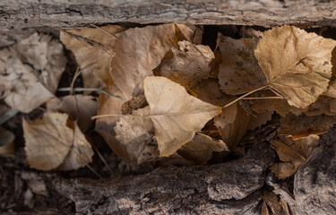 dry leaves on the ground. Group of fallen leaves in the autumn beautiful background