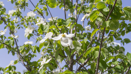 日本の春に咲くハナミズキの花
