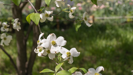 日本の春に咲くハナミズキの花