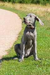 Outdoor portrait of a purebred Weimaraner puppy with cute facial expression. Young Weimaraner purebdre puppy in a field during a walk.