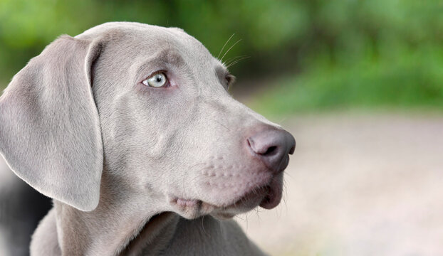 Outdoor head portrait of puredred young Weimaraner. A young, beautiful, silver blue gray Weimaraner purebred dog portrait.