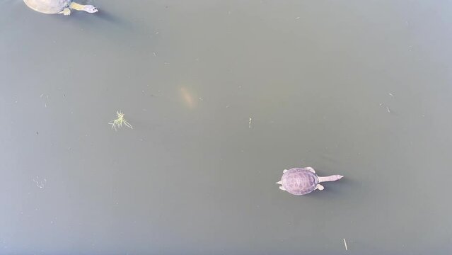 Florida softshell turtles (Apalone ferox) swimming in a pond.  Turtle with a flattened, pancake-like body, a long neck, an elongated head with a long snorkel-like nose, and large webbed feet. 