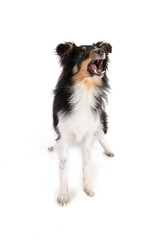 Shetland dog barking