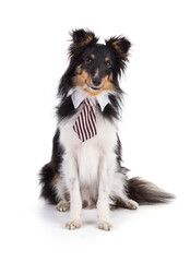 Shetland dog sitting with a tie