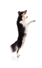 Shetland dog jumping