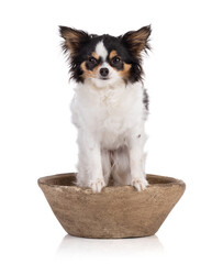 Chihuahua dog sitting in a pot with legs on the edge