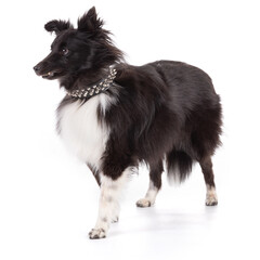 Shetland dog standing with a nail collar