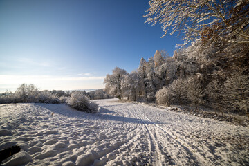 Obraz premium Snowy winter in the meadow and forest under the blue sky