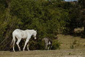 Fototapeta premium Young white horse and mini donkey friends walking through Texas field on ranch.