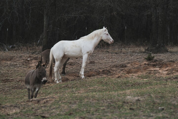 Young white horse standing in rural Texas pasture with mini donkey friends on farm.