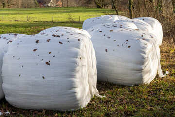 Bales of hay wrapped in film on an empty pasture close-up