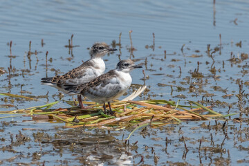 Whiskered terns standing in the water looking in same direction