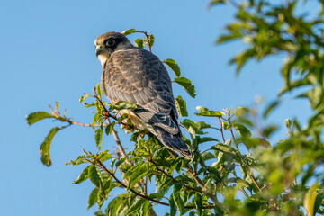 Young red-footed falcon stands on a green branch in summer