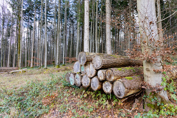 Many large logs in a dense autumn forest