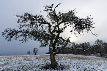 Bald crooked tree in the middle of a snowy field on a cloudy day