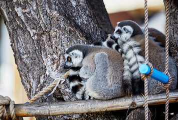 Ring-tailed Lemurs sitting in a tree