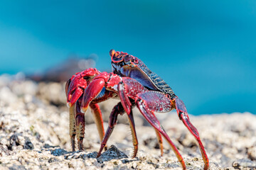 Red crab on the cliff close to the ocean on the Canary Islands.
