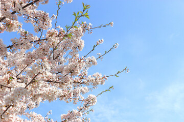 봄이 오는걸 알려주는 아름다운 봄꽃. 벚꽃