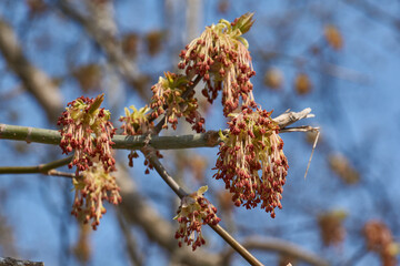 The ash-leaved maple blooms, or American maple (lat. Acer negundo), inflorescences dissolve. Spring.