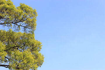 Fototapeta na wymiar 봄이 다가오는걸 알려주는 나뭇가지의 싱그러운 초록잎들