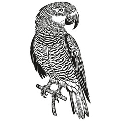 Black and white linear paint draw parrot vector illustration parrots © Сергей Тарасюк