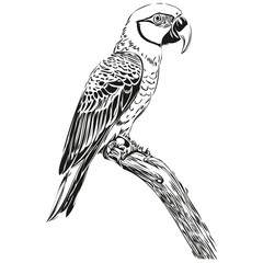 Cute hand drawn parrot, vector illustration black and white parrots