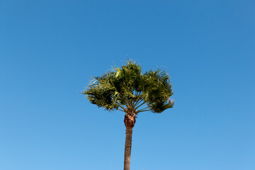 Washingtonia Robusta