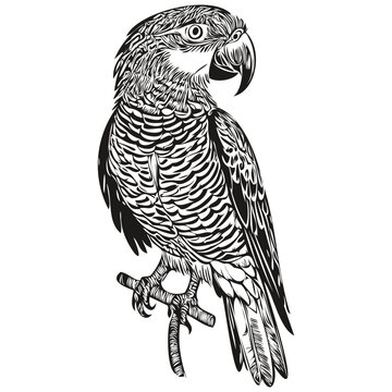 Black and white linear paint draw parrot vector illustration parrots