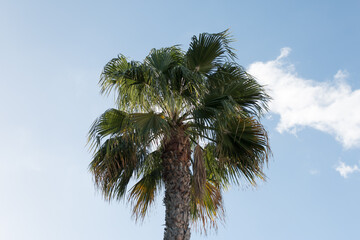 Fototapeta premium Palm Tree