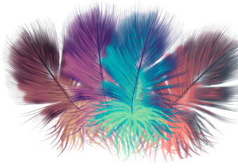 Colored feathers, drawing of beautiful colored feathers, hand drawn illustration. PNG