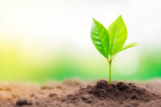 Pequeno broto de planta crescendo em solo f&eacute;rtil e &uacute;mido