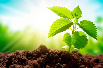 Pequeno broto de planta crescendo em solo fértil e úmido