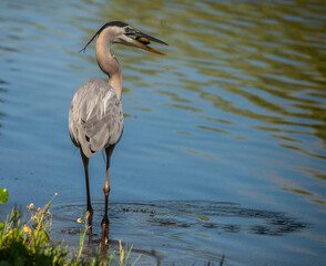 Childhood Pets: A Great Blue Heron wades in the lake water where it has just caught a small turtle for breakfast in Saint Marys, Georgia.