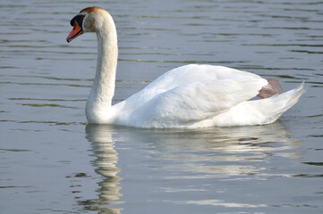 湖で泳ぐコブハクチョウ