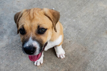 jack russell terrier puppy