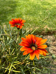 orange flower