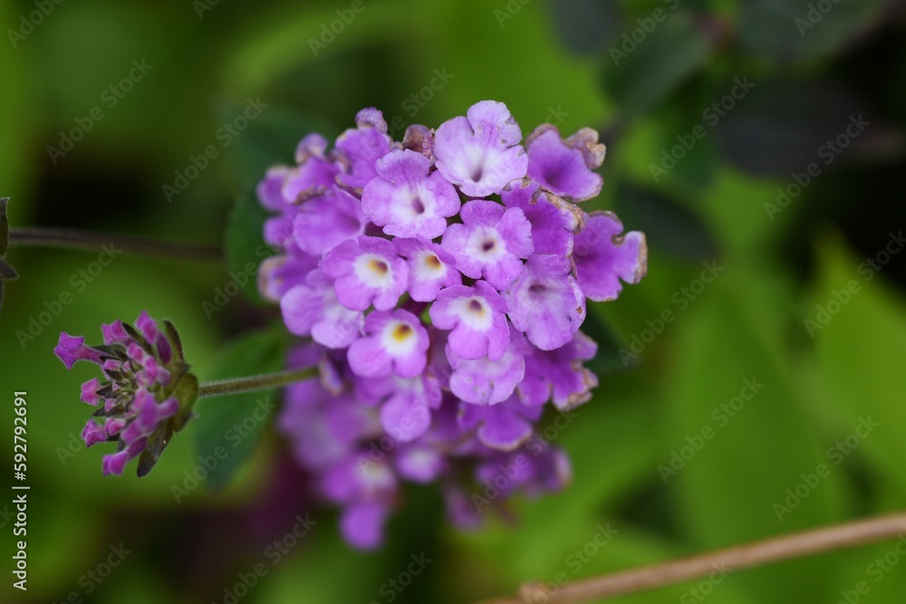 Wall mural Trailing lantana ( Lantana montevidensis ) flowers. Verbenaceae evergreen creeping vine plants native to South America. Blooms for a long period from May to October.