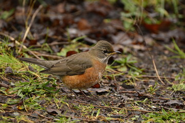 American Robin in underbrush