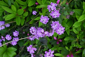 Trailing lantana ( Lantana montevidensis ) flowers. Verbenaceae evergreen creeping vine plants native to South America. Blooms for a long period from May to October.