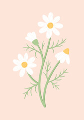 Charming daisies on a light pink background. Botanical vector illustration of chamomile flowers in flat style.