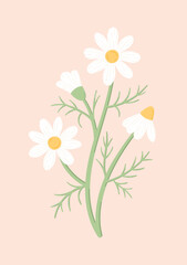 Naklejka premium Charming daisies on a light pink background. Botanical vector illustration of chamomile flowers in flat style.