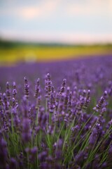 Obraz premium beautiful single lavender sprigs and flowers on a lavender field background. yellow and green fields are also visible on the horizon line