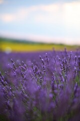 beautiful single lavender sprigs and flowers on a lavender field background. yellow and green fields are also visible on the horizon line