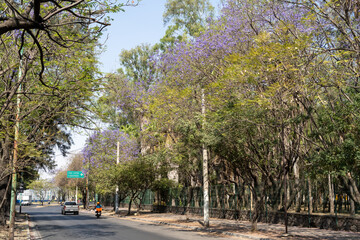 Purple Jacaranda  flowers in Mexico 10