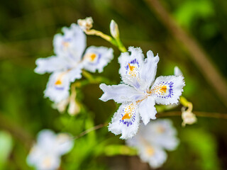 Fototapeta na wymiar 美しく咲くシャガの花