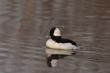 Fototapeta premium Male Bufflehead duck