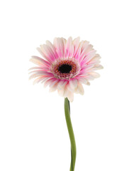 Beautiful gerbera flower on white background