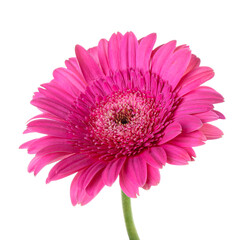 Pink gerbera flower on white background, closeup