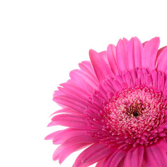 Pink gerbera flower on white background, closeup