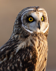 Short Eared Owl Portrait